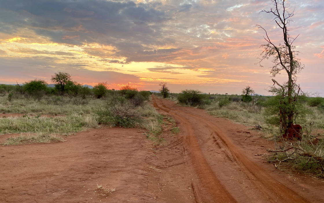 A red laterite road through the Botswana bush at sunset — the Kalahari landscape that shaped Errol Damelin.
